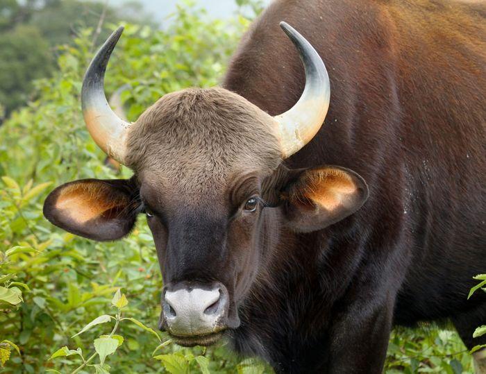 Житель Горячего Ключа украл и заколол чужого быка, а мясо продал
