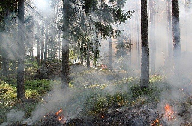 Под Магнитогорском вспыхнул лесной пожар