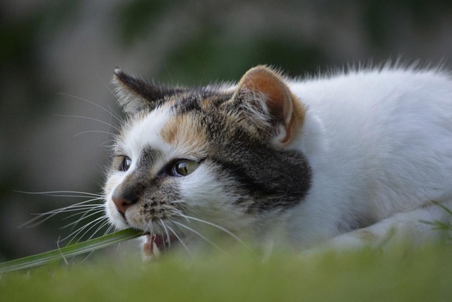 Бешеный кот покусал хозяина в Ростовской области