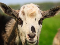  Покупателям пикапов Mitsubishi в Новой Зеландии начали дарить коз