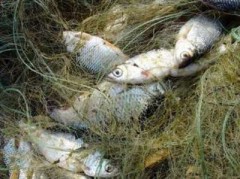 В Азовском море пограничники изъяли у браконьеров более 40 килограммов рыбы