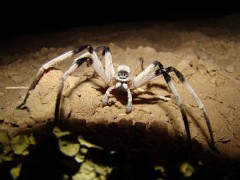 Новый вид гигантских пауков обитает в Израиле