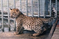 В Сочи появится Центр реабилитации леопардов