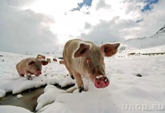 Австрийские ученые больше не будут закапывать свиней