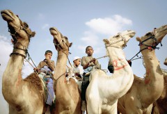 В Астраханской области появится памятник верблюдам Маше и Мише