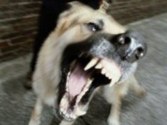 В Московской области жертвами бешеной собаки стали 14 человек