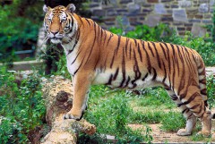 Индонезийские деревни атакуют тигры