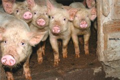 В Крыловском районе Краснодарского края зафиксирована вспышка африканской чумы свиней