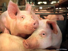 В связи со вспышкой африканской чумы свиней на Кубани будут перекрыты дороги на границе с Ростовской областью