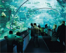 Туристы Анапы смогут уже этим летом посетить океанариум и музей рыб