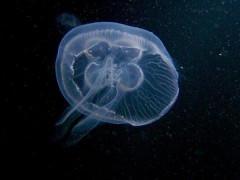 Медуза, скорее всего, является бессмертным существом на Земле