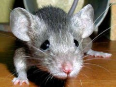 Ученые вывели мышей с человеческой печенью