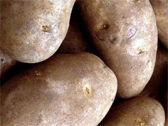 Генетически модифицированный картофель будут выращивать в Европе