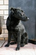 Краснодарского бездомного пса «усыновила» немка