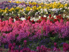 Каневской парк закружится в вальсе цветов