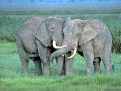 Полноприводными бывают не только машины, но и слоны