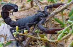 В Шотландии нашли следы гигантского скорпиона
