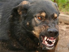 В Хакасии собаки разорвали четырехлетнего ребенка