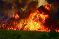 В Красноярском крае произошел первый в 2010 году лесной пожар