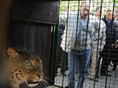 В Сочи леопардам привезли подруг – одну из клетки выпустил Путин