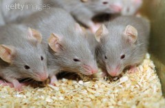 Ученые выяснили, почему мыши боятся хищников
