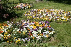 Сотни цветов украсили Новороссийск