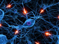 Нервные клетки возможно восстановить