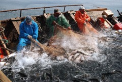 Для коренных народов Сахалина установлены объемы добычи лососевых