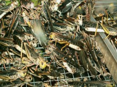 На борьбу с саранчой в Волгоградской области выделено 20 млн рублей