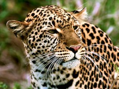 В Сочинский национальный парк прибудут из Ирана два леопарда