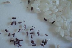 Партия крупы с насекомыми выявлена в приморском детдоме