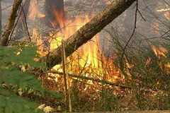 В Ростовской области горит лес