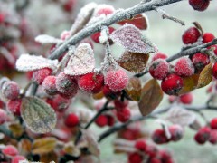 В Челябинской области вероятны заморозки