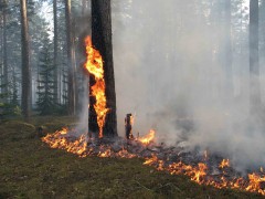 Более 90% обнаруженных очагов природных пожаров тушатся в этот же день