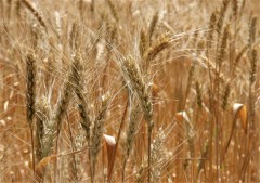 Из-за засухи Россия временно приостановит экспорт зерна