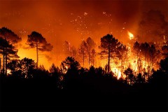 В Нижегородской области при тушении лесного пожара, спасая подчиненных, погиб сержант