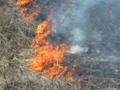 Стали известны первые результаты доследственной проверки по факту гибели женщины на лесной поляне во время пожара в Геленджике