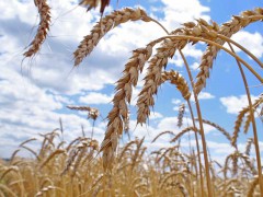 Средняя урожайность зерновых в Киргизии в 2010 году уменьшилась в среднем на 6 ц с га