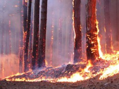 В России горят зараженные радиацией леса