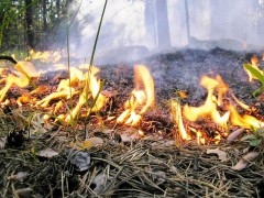 Возможность возникновения природных пожаров на территории Краснодарского края по-прежнему высока