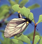 В Краснодаре подведены итоги уничтожения американской белой бабочки