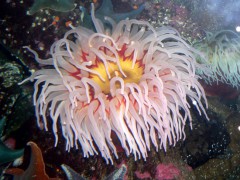 На глубинах Японского моря ученые обнаружили малоизученные организмы