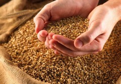 До конца сентября из России в Киргизию поступит 1,5 тыс. тонн семян зерновых