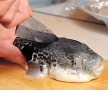 В Приморье рыбаки насмерть отравились ухой из рыбы фугу