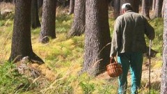 В Апшеронском районе спасатели третий день ищут 73-летнего грибника