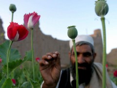 В Афганистане уничтожено 200 миллионов доз героина
