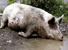 В Краснодарском крае снова «разгулялась» африканская чума свиней