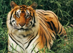 Леонардо Ди Каприо готов пожертвовать 1 млн долларов на спасение тигров