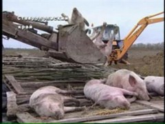 Власти Кубани лишь частично компенсирует фермерам убытки от уничтожения свиней в связи с АЧС