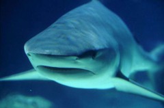 На египетском курорте акула откусила руку российской туристке